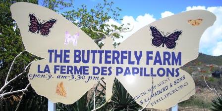 Butterfly Farm St Martin - A world of Butterflies...